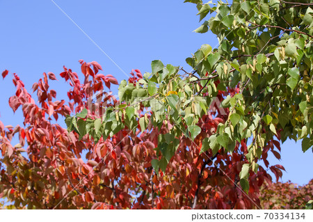 Plants, nature, autumn leaves, autumn, Hokkaido, Sapporo, outdoors, leaves Plants, nature, autumn leaves, autumn, Hokkaido, Sapporo, outdoors, leaves 70334134