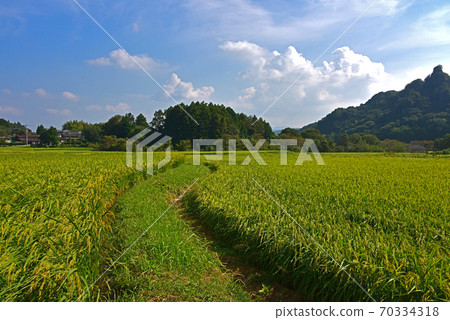 Terraced rice fields in Taizeso, Oita Prefecture 70334318