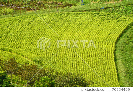大分縣Taizeso的梯田 70334499