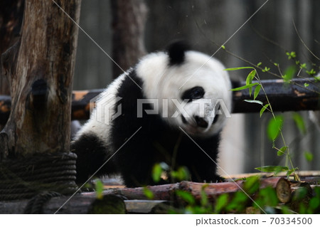 沐浴後的小熊貓 70334500