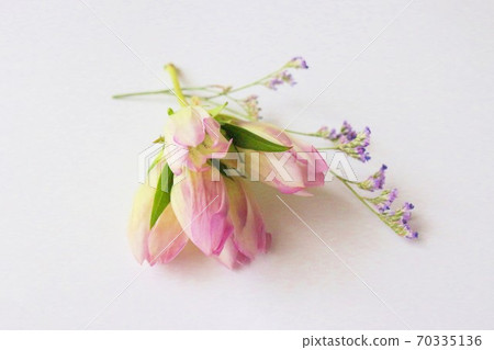 Gentian flowers Gentian flowers 70335136