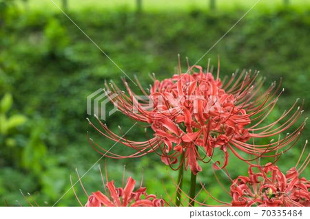 Cluster amaryllis in Gongendo Park Cluster amaryllis in Gongendo Park 70335484