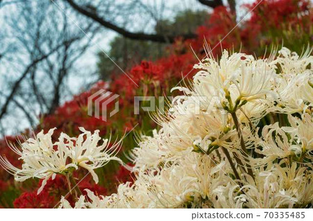 Cluster amaryllis in Gongendo Park Cluster amaryllis in Gongendo Park 70335485