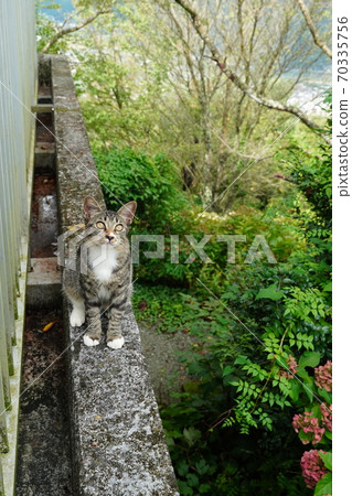 Kitten of a stray cat with a broken tail due to heredity from grandpa Kitten of a stray cat with a broken tail due to heredity from grandpa 70335756