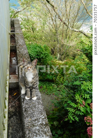 Kitten of a stray cat with a broken tail due to heredity from grandpa Kitten of a stray cat with a broken tail due to heredity from grandpa 70335757