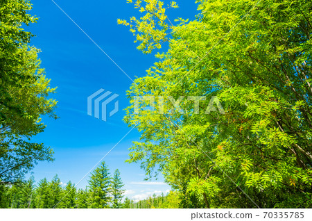 Shirakaba, Furano, Hokkaido, Biei, fine weather, blue sky, fresh green Shirakaba, Furano, Hokkaido, Biei, fine weather, blue sky, fresh green 70335785