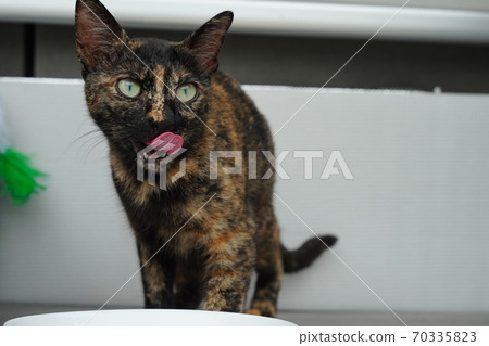 Rusted pattern of beautiful eyes The mother of a stray cat has a toilet time after breakfast Rusted pattern of beautiful eyes The mother of a stray cat has a toilet time after breakfast 70335823