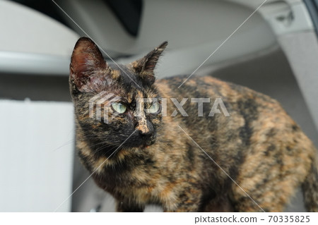 Rusted pattern of beautiful eyes The mother of a stray cat has a toilet time after breakfast Rusted pattern of beautiful eyes The mother of a stray cat has a toilet time after breakfast 70335825