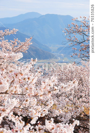 [Asago City, Hyogo Prefecture] Spring of the castle in the sky 70335826