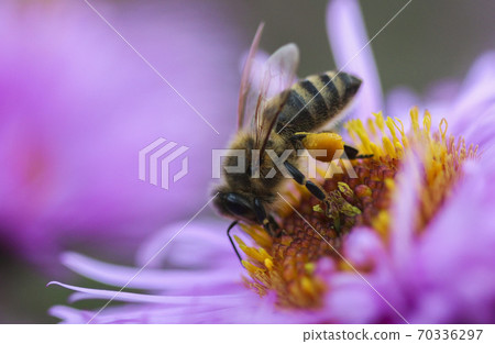 Bee on a flower 70336297