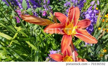 Beautiful bright day-lily and and other flowers in summer garden 70336592