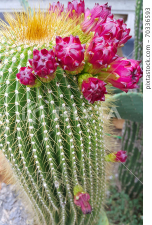 Prickly cactus with beautiful crimson buds 70336593