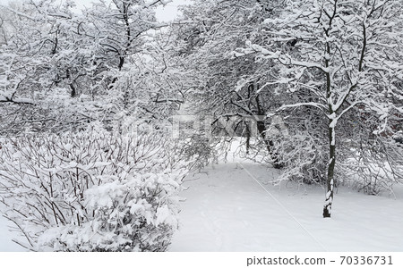 Beautiful winter landscape with trees and bushes Beautiful winter landscape with trees and bushes 70336731