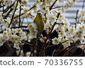 Wild bird of Izu, Mejiro 70336755