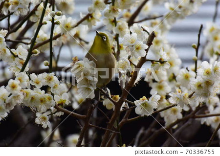 Wild bird of Izu, Mejiro Wild bird of Izu, Mejiro 70336755