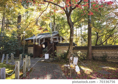 Autumn leaves of Daichiji Autumn leaves of Daichiji 70336756
