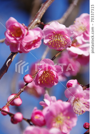 花紅色花 花紅色花 70337315