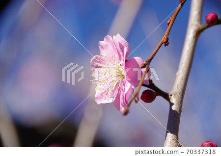 花紅色花 70337318