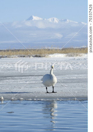 天鵝在冬天在北海道飛向蘇博湖 70337426