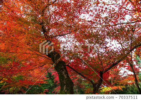 京都深秋探訪醫院 京都深秋探訪醫院 70337511