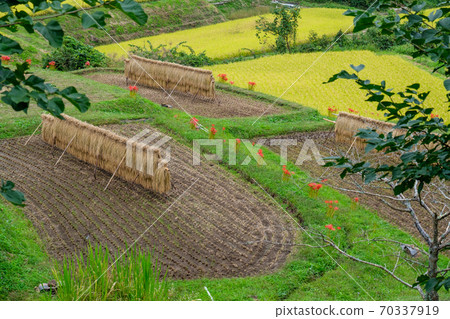 稻城乾燥的梯田 稻城乾燥的梯田 70337919