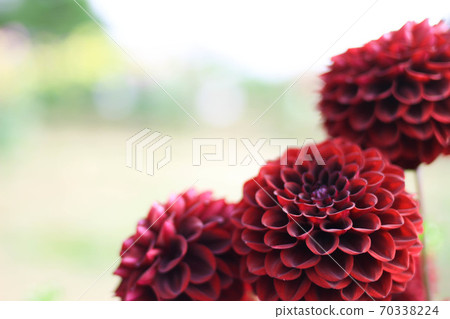 Dahlia_side Dahlia_side 70338224