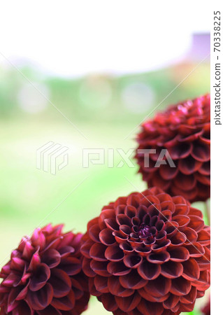 Dahlia_vertical Dahlia_vertical 70338225