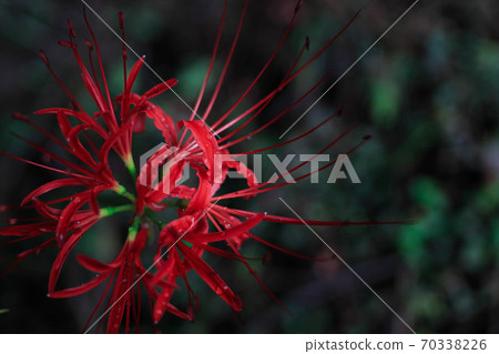 Cluster amaryllis_1 Cluster amaryllis_1 70338226