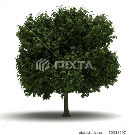 Single Tree Single Tree 70338297