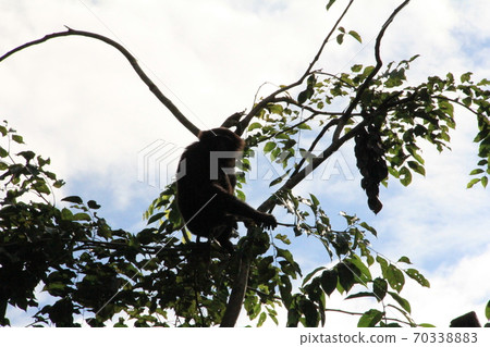 Shadow of a monkey resting on a tree Shadow of a monkey resting on a tree 70338883
