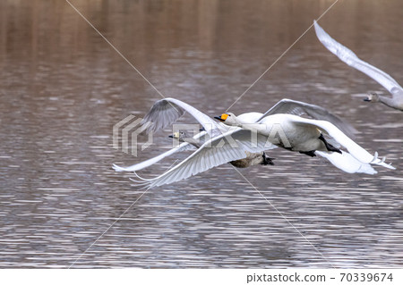 A flock of swans taking off 70339674