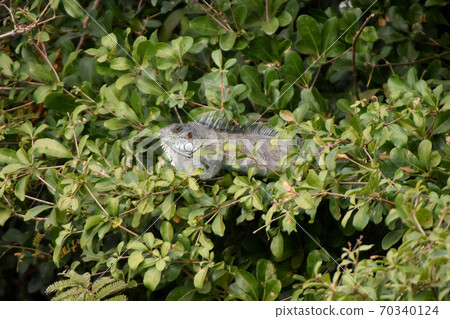 Green iguana (Pantanal, Brazil) Green iguana (Pantanal, Brazil) 70340124