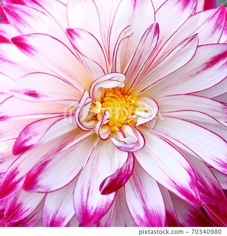 Dahlia Dahlia 70340980