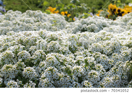 千葉木更津市東京灣海水浴場的umihotaru Pa花壇 照片素材 圖片 圖庫