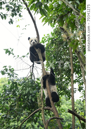 Small panda Small panda 70341275