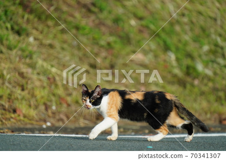 A stray cat calico female who takes a walk until rice comes in the early morning when the morning sun is dazzling A stray cat calico female who takes a walk until rice comes in the early morning when the morning sun is dazzling 70341307
