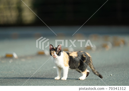 A stray cat calico female who takes a walk until rice comes in the early morning when the morning sun is dazzling A stray cat calico female who takes a walk until rice comes in the early morning when the morning sun is dazzling 70341312
