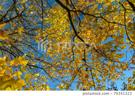 Autumn trees with vibrant yellow leaves against view of the sky 70341323