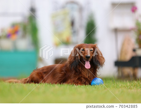 Dachshund enjoying Halloween on the lawn Dachshund enjoying Halloween on the lawn 70342885