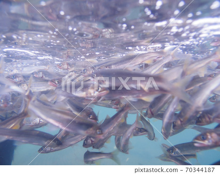 小a魚學校 70344187