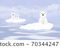 Three white polar bears on snowy ice floes 70344247