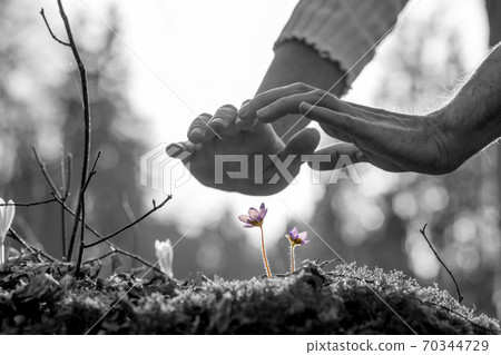 Hands nurturing a small spring flower on a rock 70344729