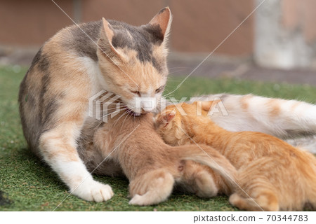 Cat parent and child tea tabby cat 70344783