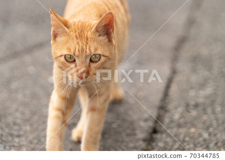 Walking cat tea tabby cat Walking cat tea tabby cat 70344785