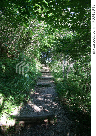 在藍天和綠色中露營，森林/工作 70345983