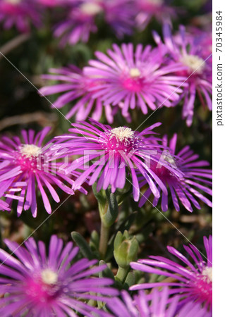 製冰廠/小花 70345984