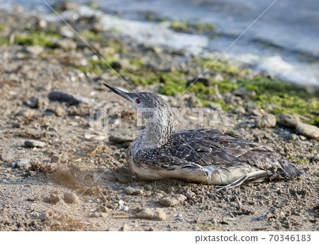 Rest on the shore Rest on the shore 70346183