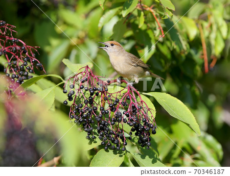 Have you seen the Eurasian blackcap? 70346187