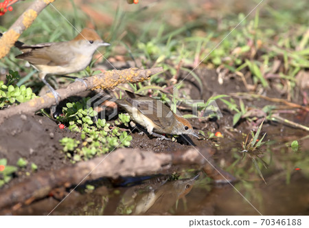 Have you seen the Eurasian blackcap? 70346188