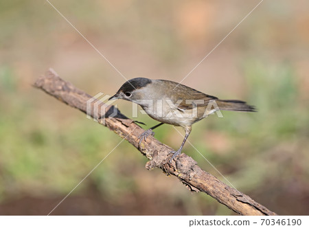 Have you seen the Eurasian blackcap? 70346190
